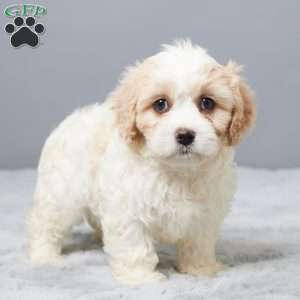 Charity, Cavachon Puppy